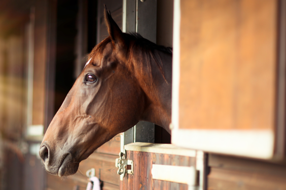 horse2.png
